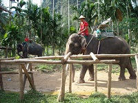 Elephantenreiten